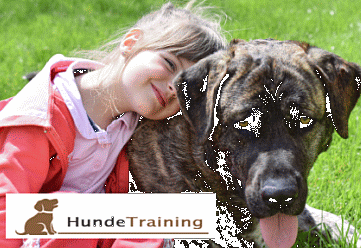 hundeerziehung-videos